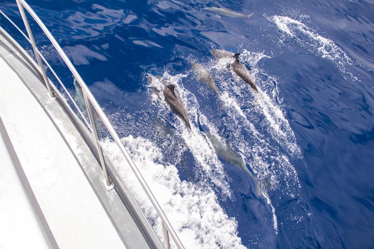 three dolphins swimming along a boat