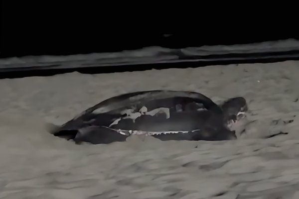 Loggerhead sea turtle in the sand at night